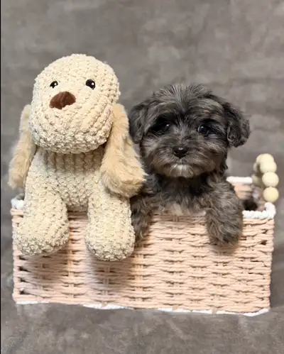 Yorkiepoo puppies, View more