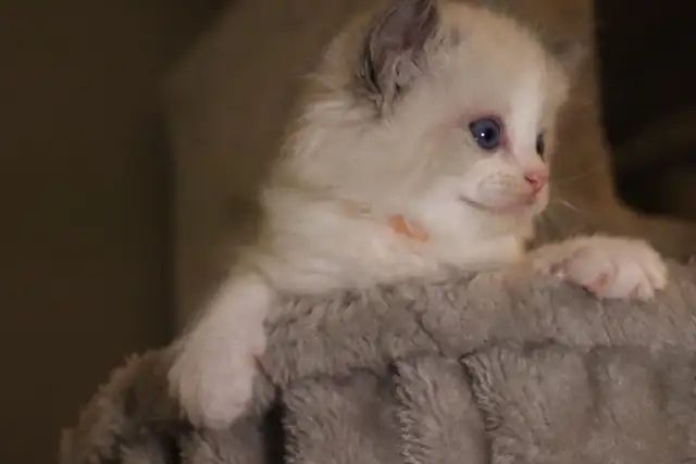 TICA Registered Purebred Ragdoll Kittens Rehoming (Read Full)
