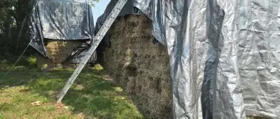 Small square square Alfalfa hay bales., View more