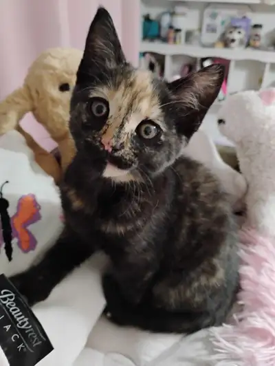 Torti kitten, View more