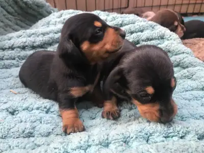 dachshund puppies, View more