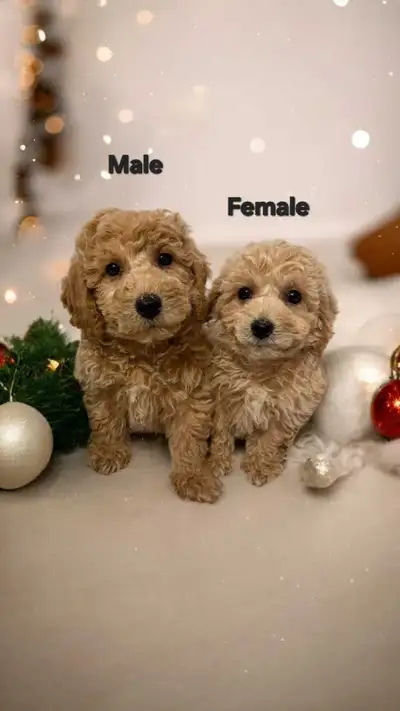 Adorable Bichonpoodle Puppies Ready For Pick Up, View more