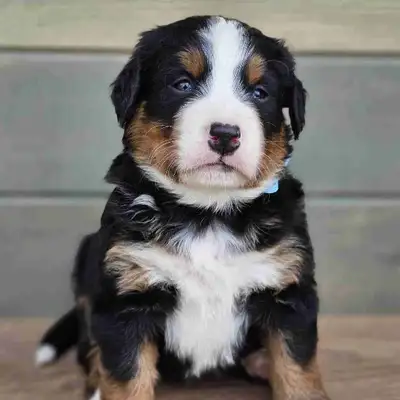 Bernese mountain puppies!! , View more