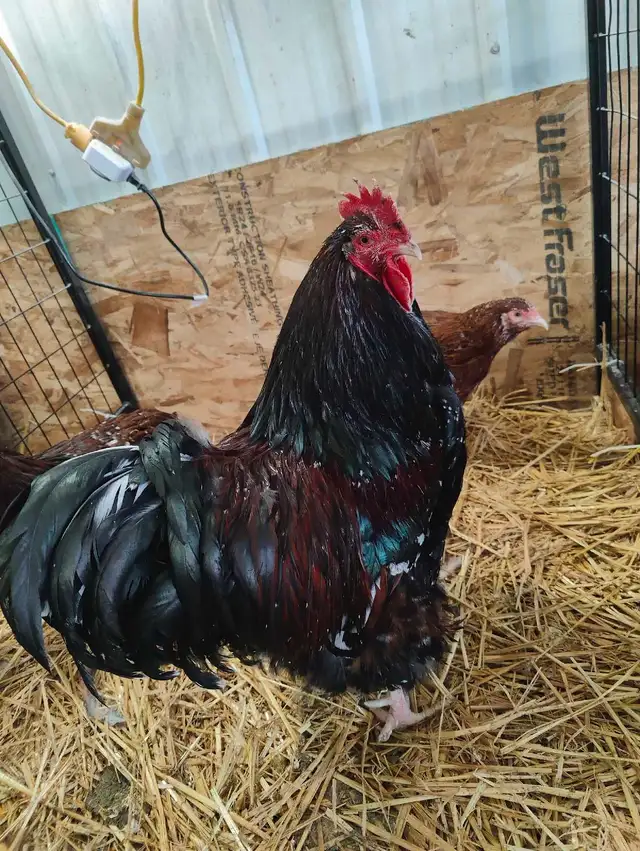 jubilee orpington chicks  in Livestock in Red Deer - Image 4