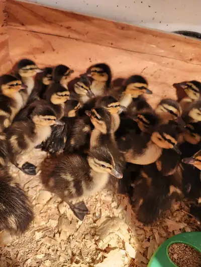 Rouen Ducklings, View more