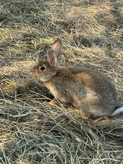Cottontail rabbits looking for a new home. Mom was 1 yr old in April. $30 Baby born this past May $2...