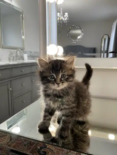 ⭐️Maine Coon Kittens⭐️ - Health Card & Samples - , View more