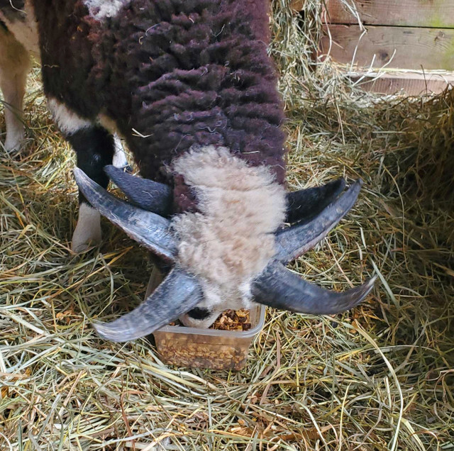 Jacob Ram Lamb, for breeding. in Livestock in Abbotsford - Image 3