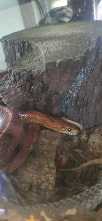 Corn Snake, View more
