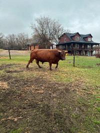 Red Dexter Bull