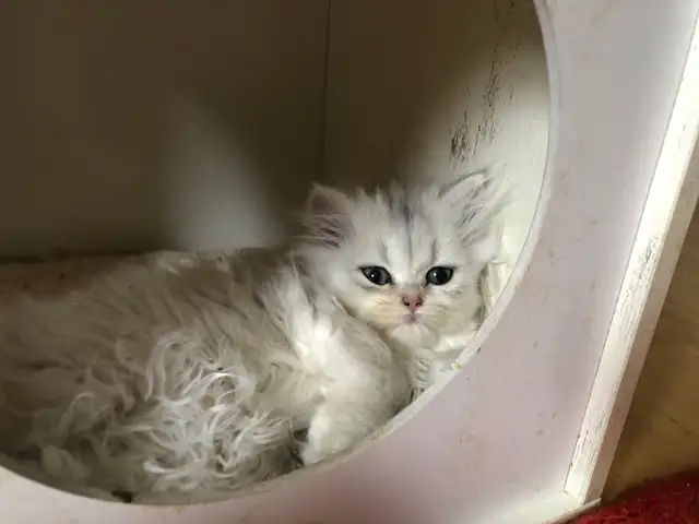 Petits chattons Siberians