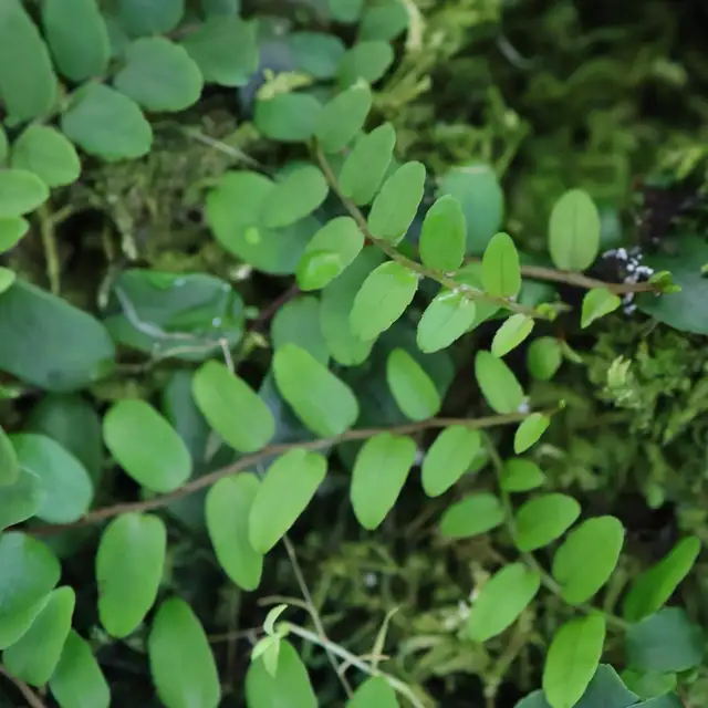 Vivarium plants in Reptiles & Amphibians for Rehoming in North Shore - Image 8