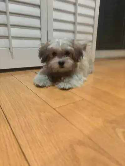 Shih Tzu Puppy Available — Female (1 Left), View more