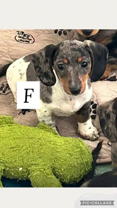 Adorable miniature dachshund puppies looking for their new forever home. I have males and females, l...