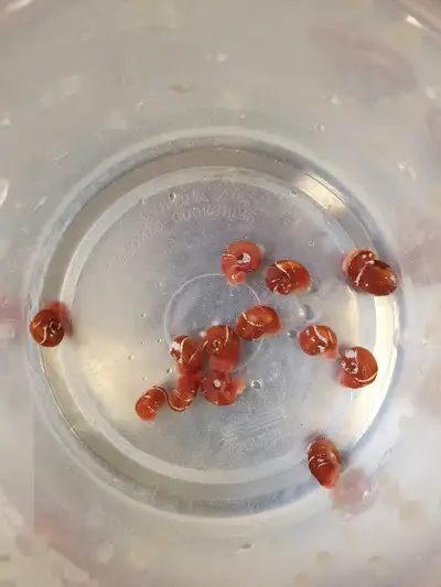 13 Ramshorn Snails (Price is for all), View more