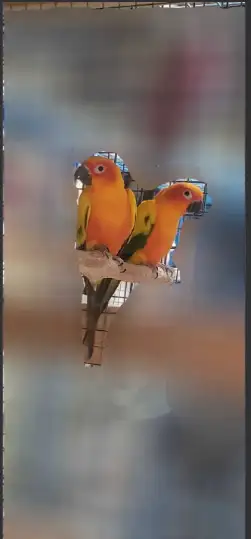 Sun Conure pair for sale, View more