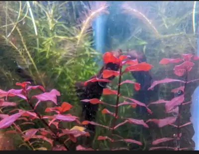 ludwigia super blood red, View more