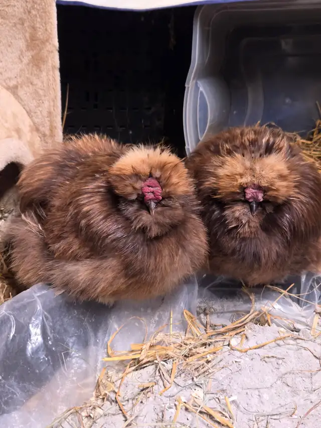 Silkie roosters in Livestock in Sudbury - Image 3