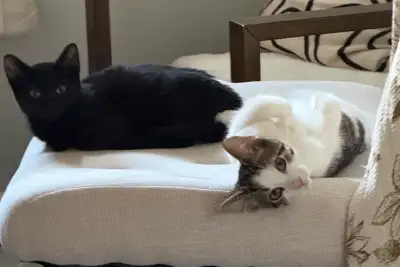 Meet KM & Marine – Two Adorable 12-Week-Old Brother Kittens Looking for Their Forever Home! These sw...