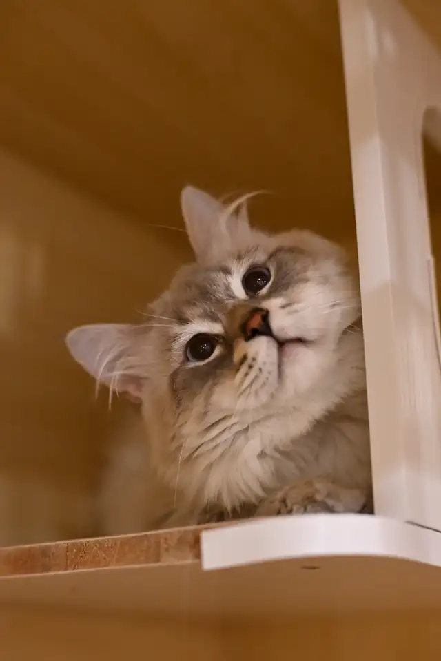 Pedigree Siberian Kittens in Cats & Kittens for Rehoming in Delta/Surrey/Langley - Image 7