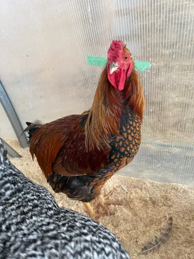 Purebred Roosters Available, View more