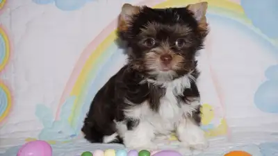 Adorable Yorkshire Terrier (Yorkie) Puppies, Ready and happy!, View more
