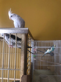 For sale 2 cockatiels and 1 budgie with cage.