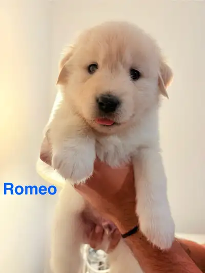 Rare Golden Sammy Puppies, View more