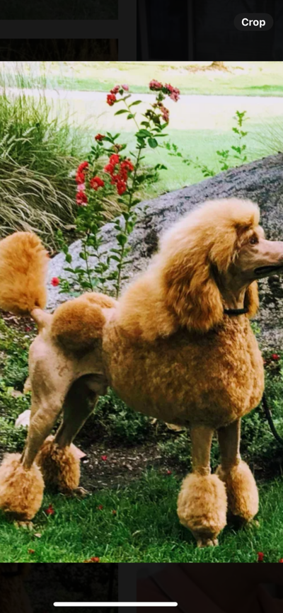 Excellent breed of dogs. Puppies are ready to go to their forever home at reasonable price. Very hea...