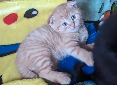 Chaton Scottish fold, View more