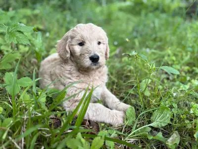 Golden Doodles, View more