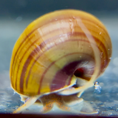 From Nerite Snails to Rabbit Snails, Find Your Favourite, View more