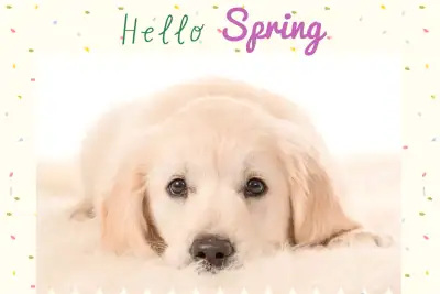 Raising calm, lovely, well behaved puppies, with an excellent temperament, and therapy dogs is our n...