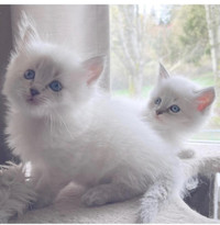 Blue lynx point by Rag doll kittens for sale 