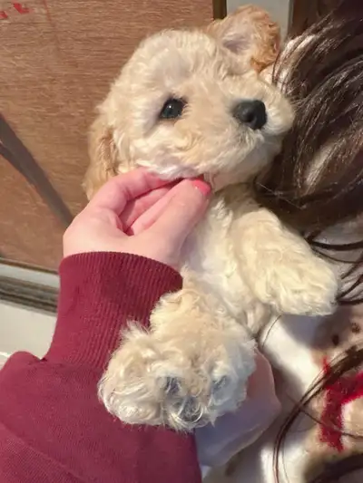 Adorable Purebred Toy Poodle Puppies, View more