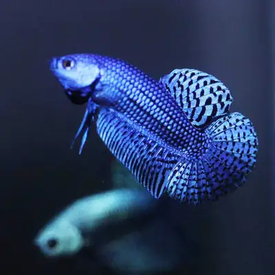 Mahachai alien betta from Montreal, View more