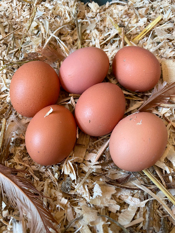 Douzaines œufs fécondés pure (mélange d’œufs de plusieurs races) dans Animaux de ferme  à Drummondville