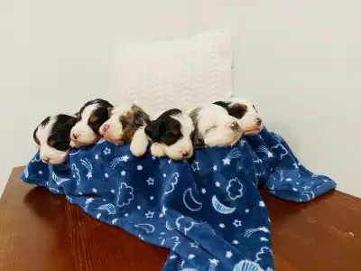 Male Mini Bernedoodles, View more