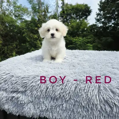 Shih Tzu x Puppies , View more