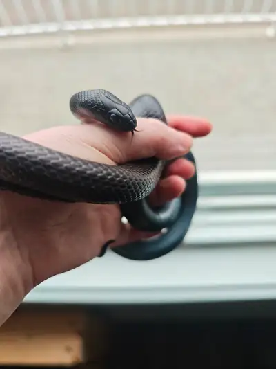 Mexican Black Kingsnake, View more