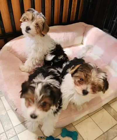 These gorgeous Biewer puppies are available to a new home now. The sire has a 5 generation pedigree,...