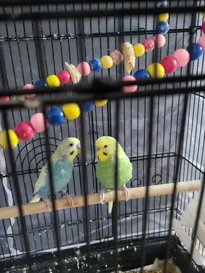Budgies  .best offer, View more