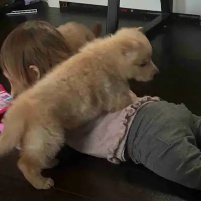 We have two stunning White German Shepherd puppies ready for their forever families! Raised with lov...
