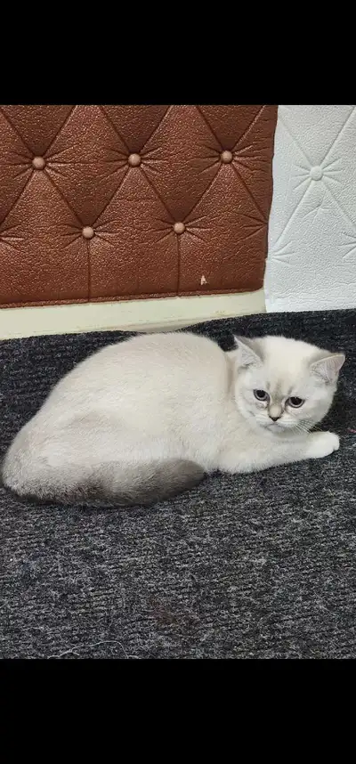 British shorthair kitten, View more