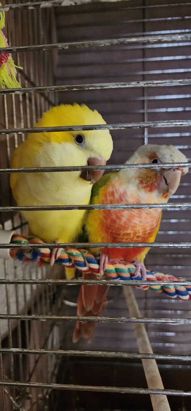 Bonded Pair for Rehoming – Pineapple Conure & Lutino Quaker in Birds for Rehoming in Delta/Surrey/Langley - Image 3