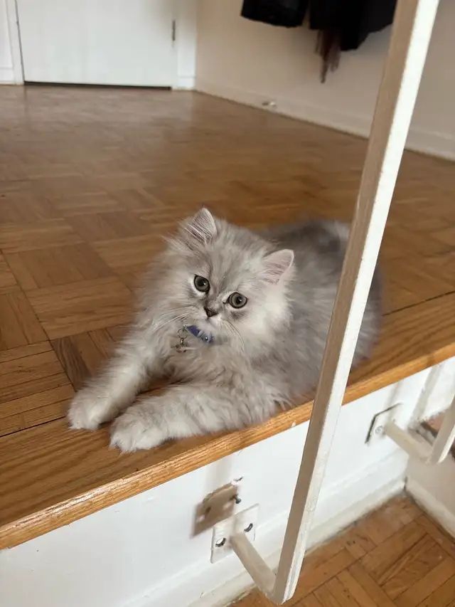 persian male in Cats & Kittens for Rehoming in City of Montréal - Image 3