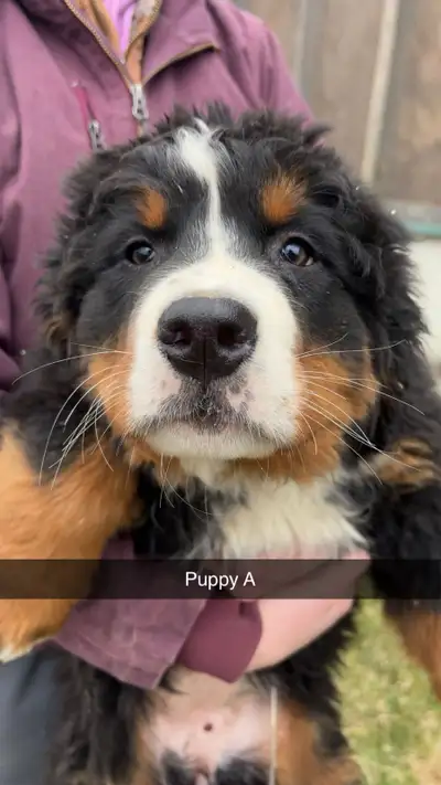 2 FEMALE Bernese Mountain puppies looking for new loving families. Mom (4th photo) was born in Holla...