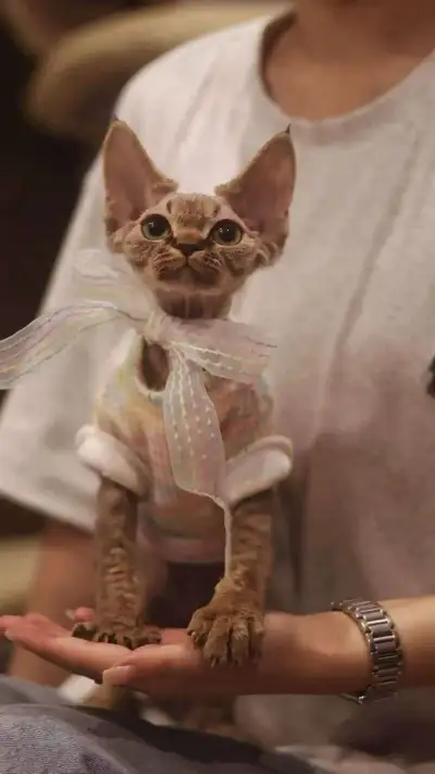 Looking for the perfect forever home for my 4.5 Month Devon Rex, View more