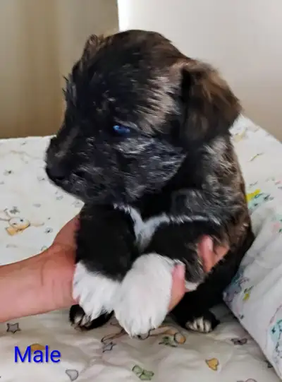 "Havanesties" (West Highland Terrier x Havanese) 4) beautiful br, View more