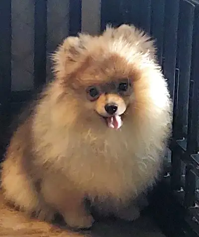 Pomeraniens/Pomeranian, View more